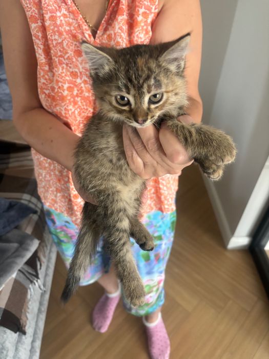 Отдам котенка в хорошие руки