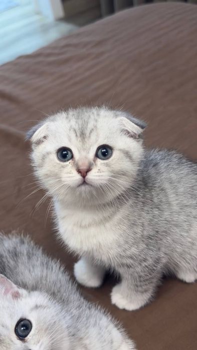 Продаётся котики серебристый Шен шыла