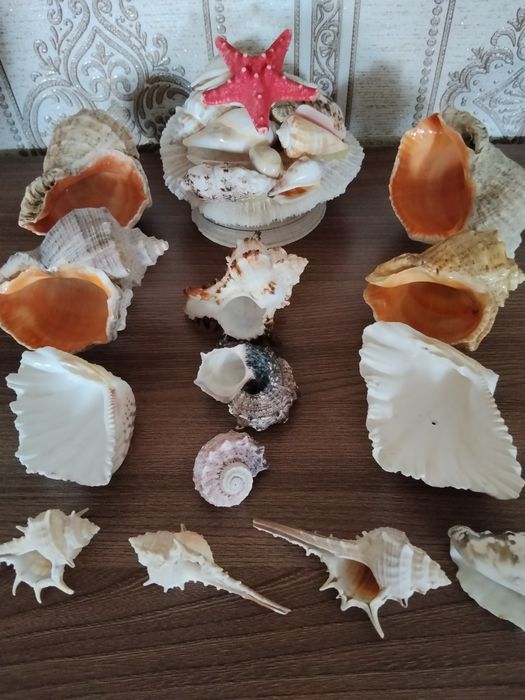 Коллекция морских ракушек