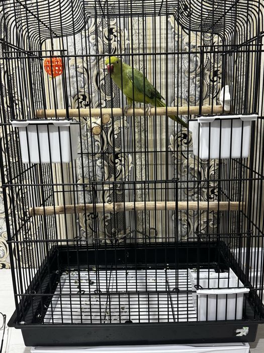 продам ожерелового попугая полугодового