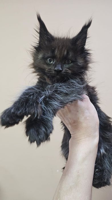 Крутые Котята Мейн-кун