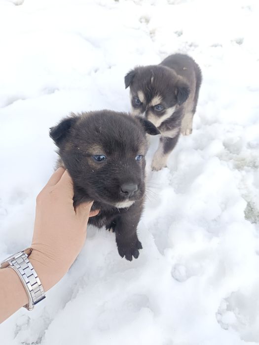 Подарявам кученца