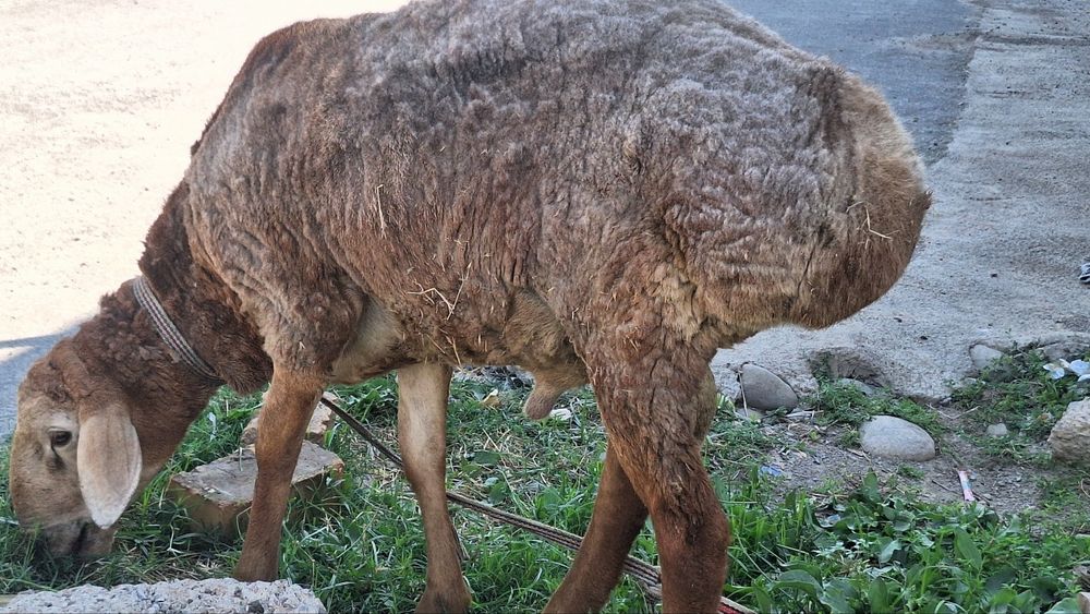 Arashan qo'y egizak bolalari va qo'chqor
sotiladi