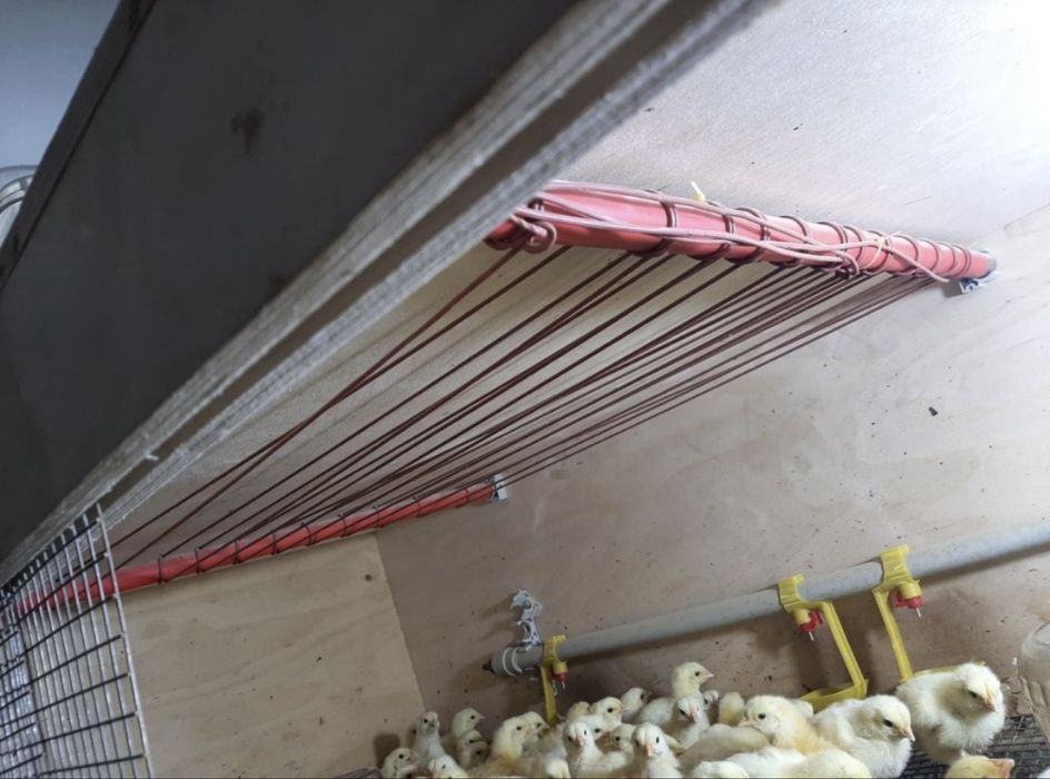 Сатылымда брудер