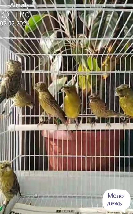 Канарейки певчие