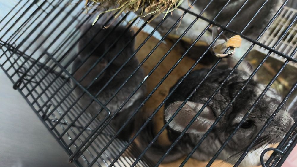 Продам шиншилл 2