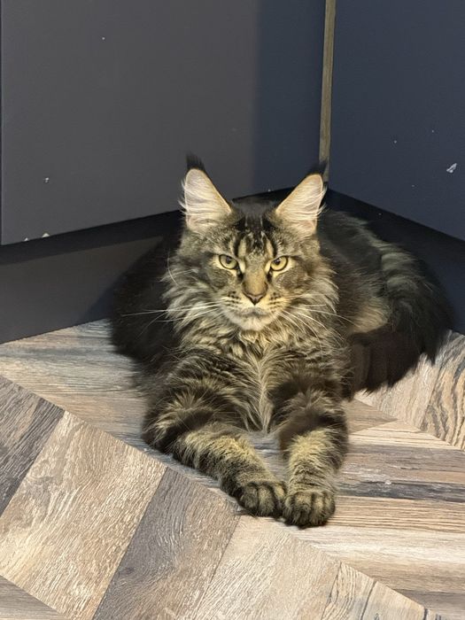 Котенок девочка Мейн-кун