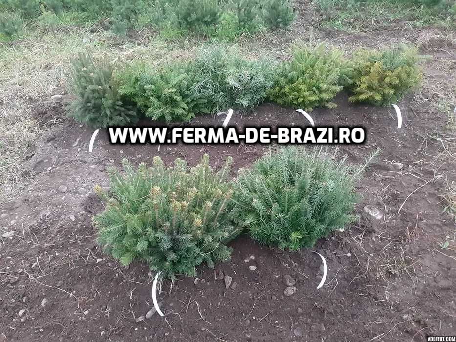 Pachet 50 bucati puieti brad, molid argintiu mixt STANDARD-10 specii