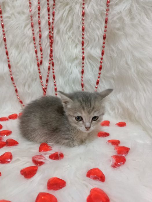 Продам шотландских девочек