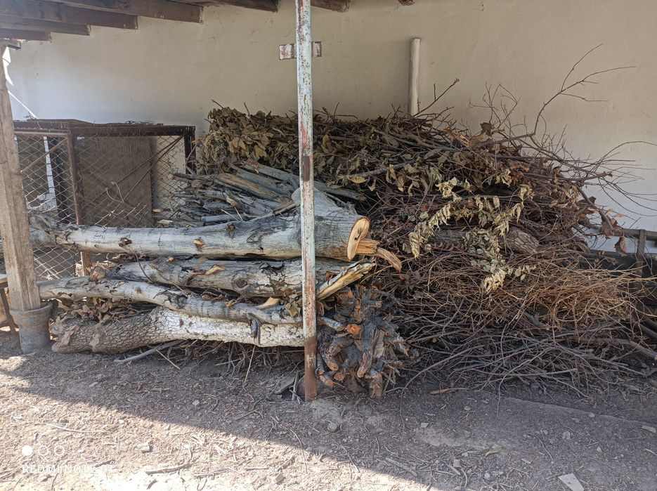 Утин сотилади ,енгок дарахтиники