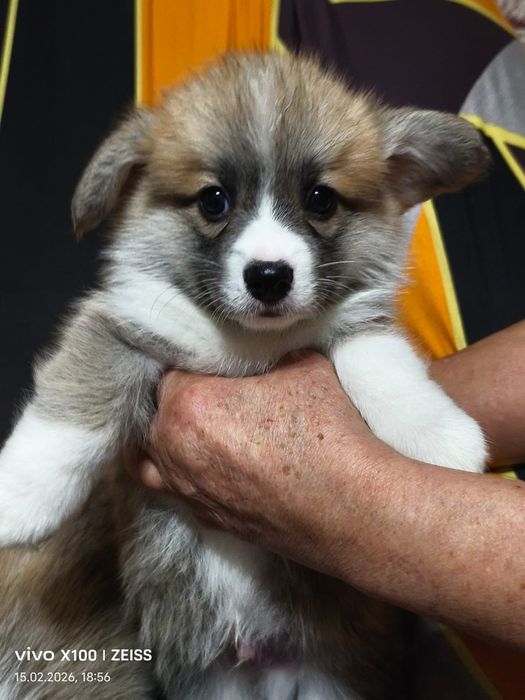 Очаровательные щенки вельш корги пемброк.