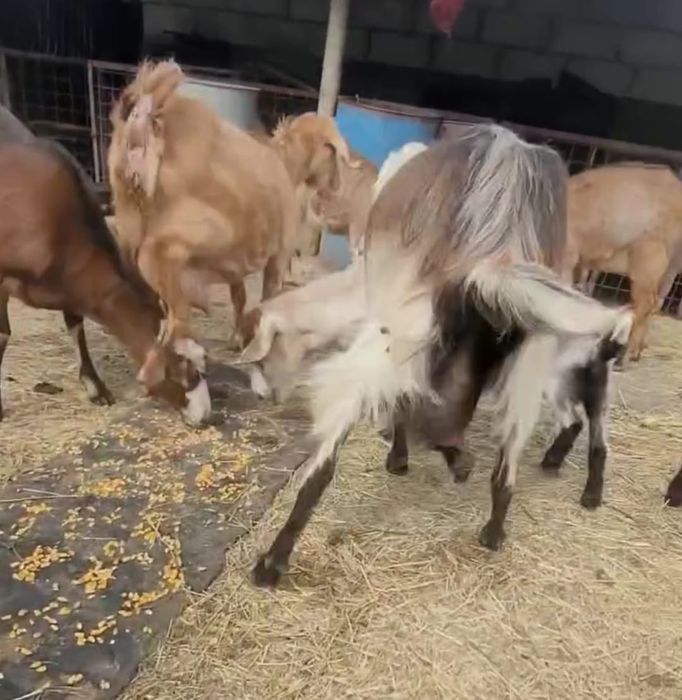 Capre atent selecționate