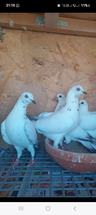 Vand porumbei tippleri englez import Serbia