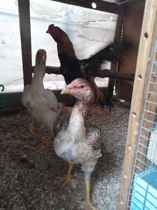 Дакан товук хороз тухумлари бор шамо турк корея