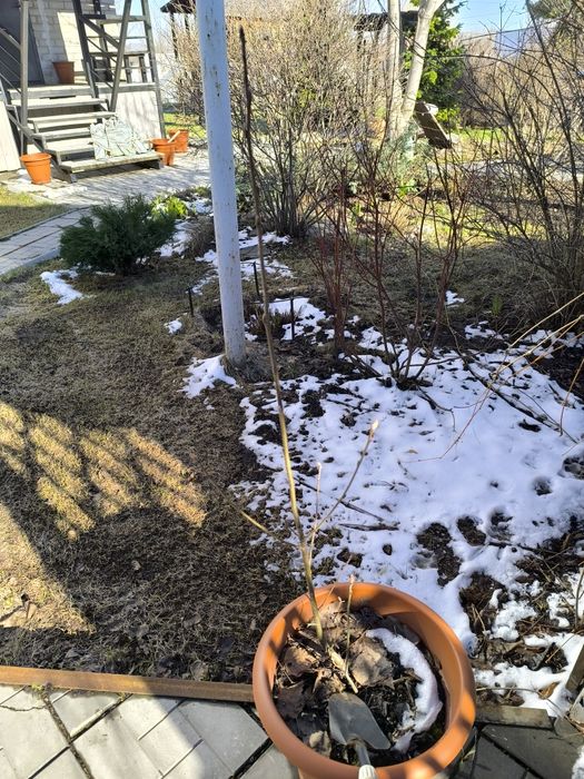 Продам саженец рябины обыкновенной