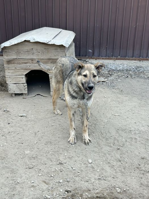 Ит тегін беремін