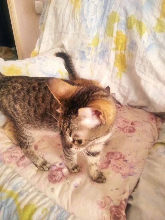 Котята даром, отдам котят даром