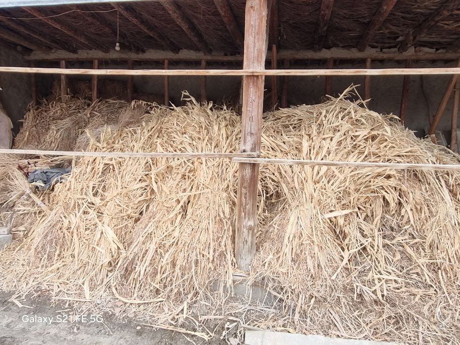 Makka jo‘xori sotiladi