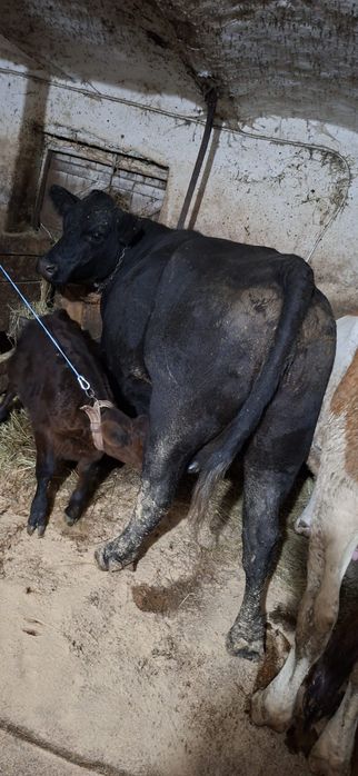 Vand Vaca Angus