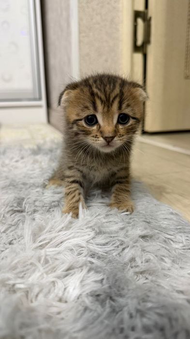 Шотландскии вислоухо
