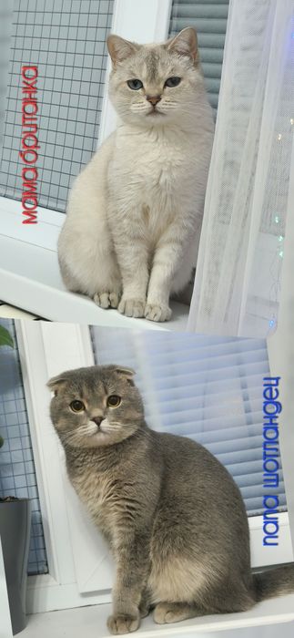 котёнок мальчик вислоухий