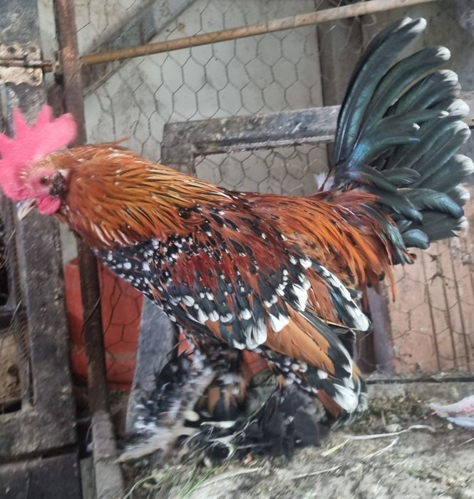 Familia de mii de flori roșu negru