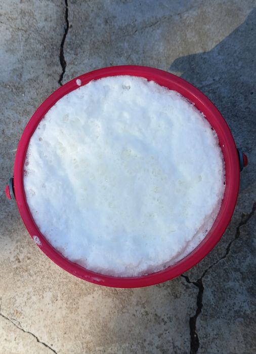 Vand  Vaca  Gestanta