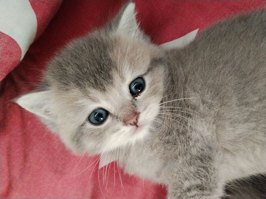 Срочно Продаётся котят