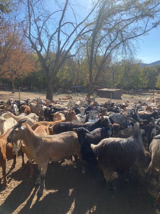Vând capre bine intreținute