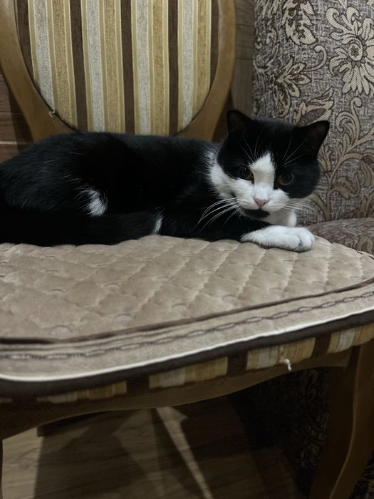 В добрые руки кошка (стерилизованная)