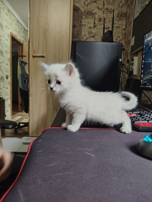 Отдам котят в добрые руки