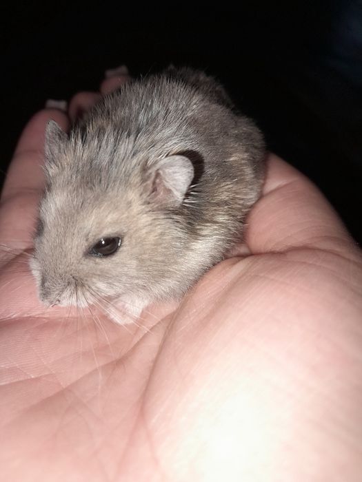 Продаю хомяка с клеткой+наполнитель+корм