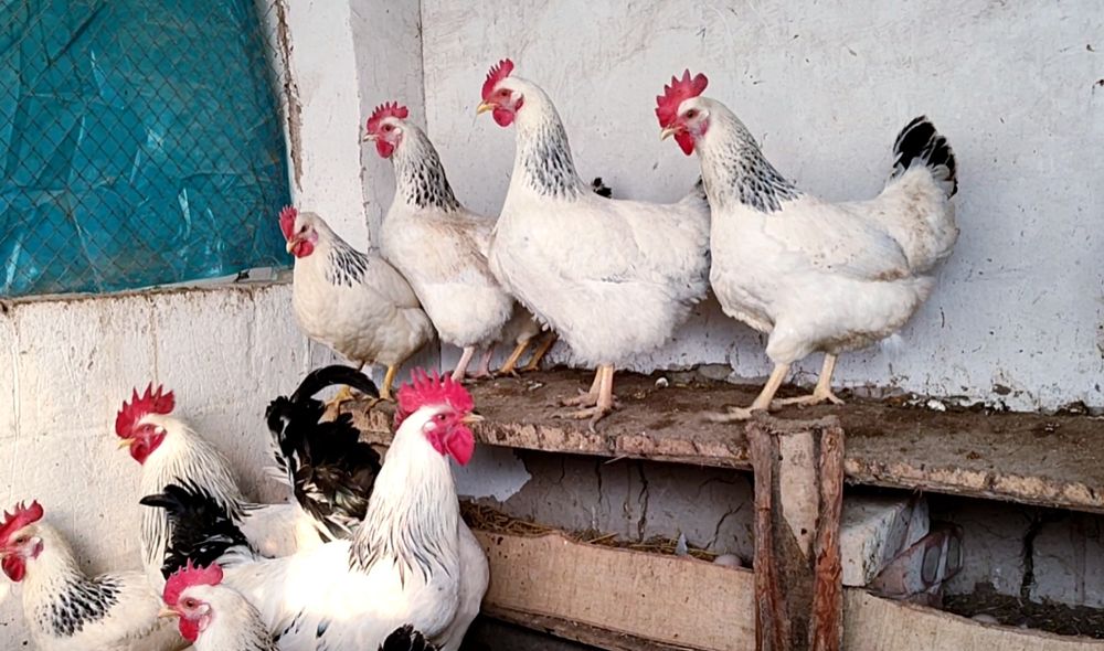 Серебристий Адлер товуклар  тухум жужалари сотилади