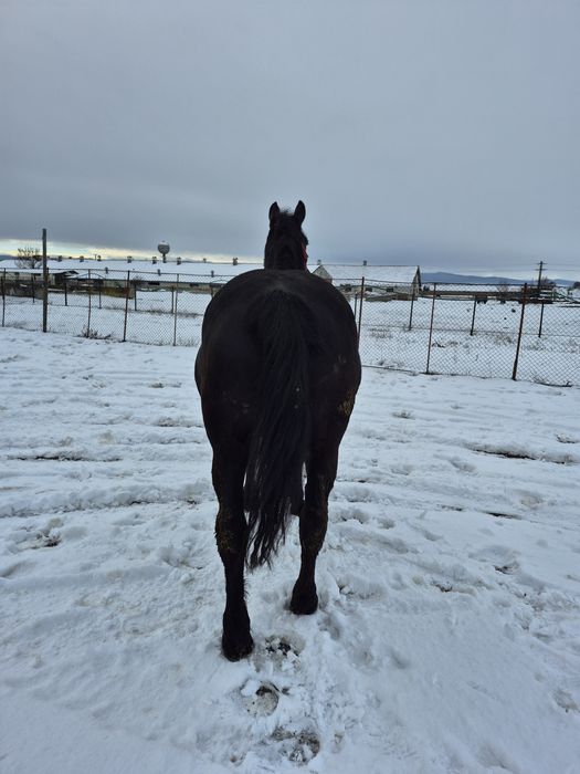 Iapă de vânzare 3 ani