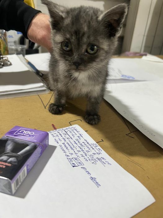 Отдам красивого котёнка