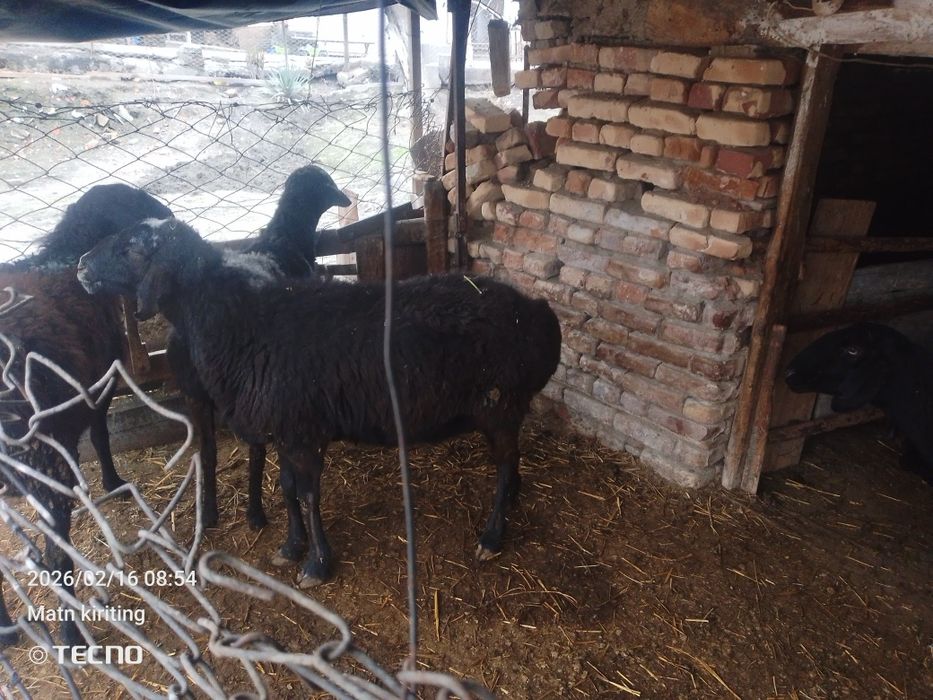 Bugʻoz qoʻylar sotiladi