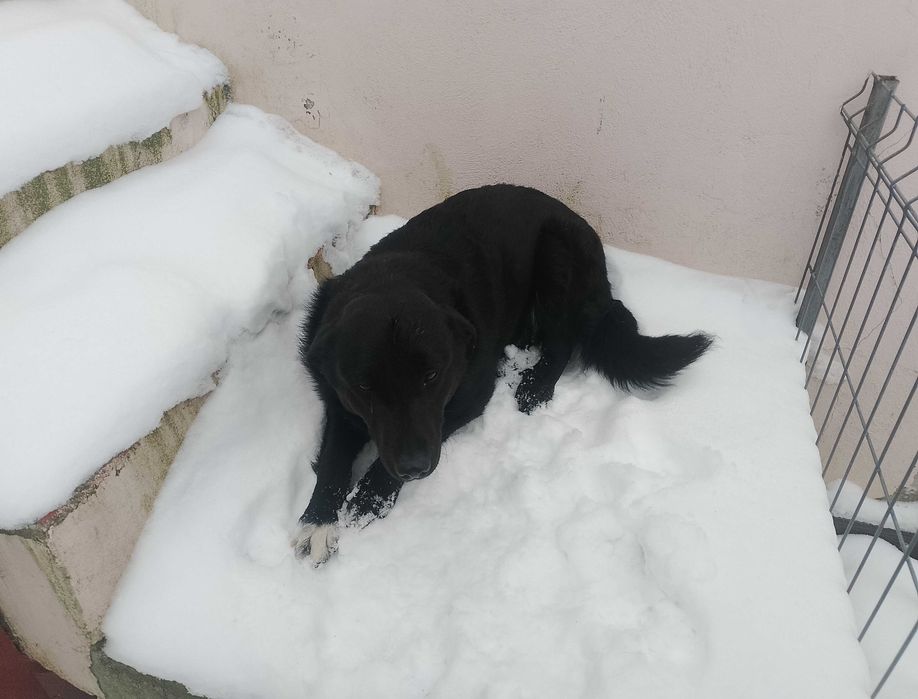 Câine pui donez sanatos