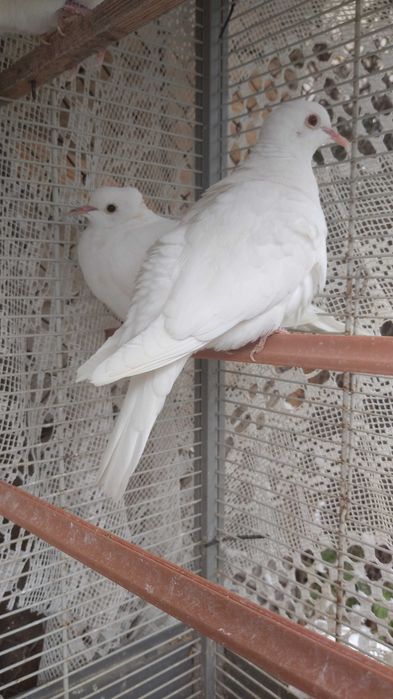 Гугутки/скумрутки