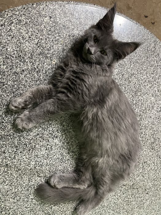 Котик Мейн кун 3 месяца