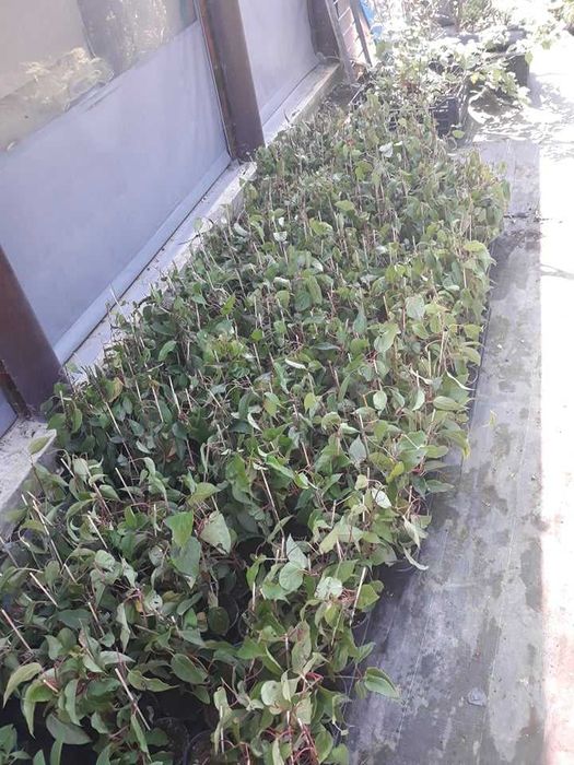 Червено киви - Налични 4 сорта Студоустойчиви