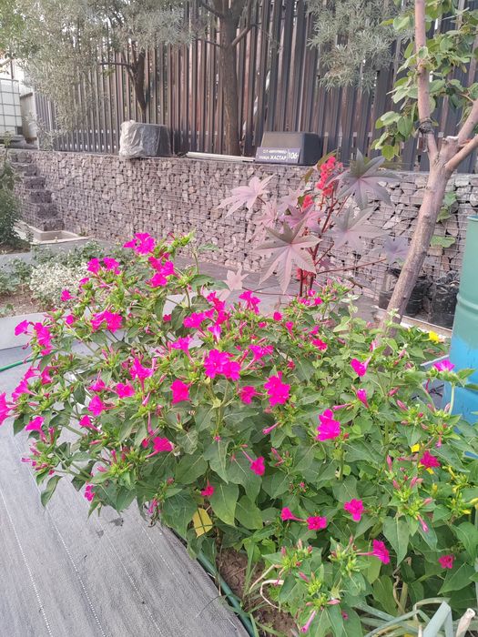 цветы семена ночная красавица