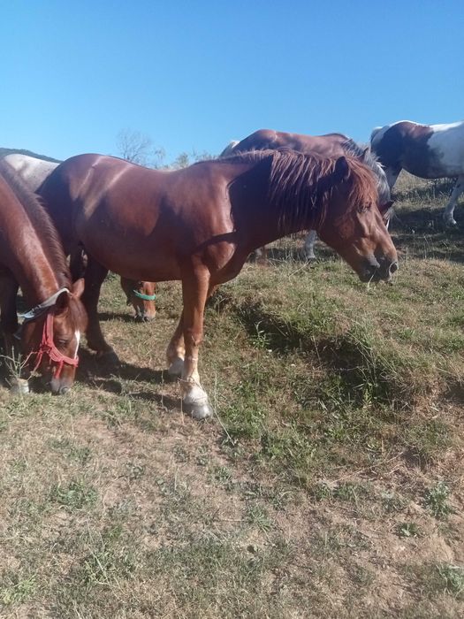 Iepe și mânze de vanzare