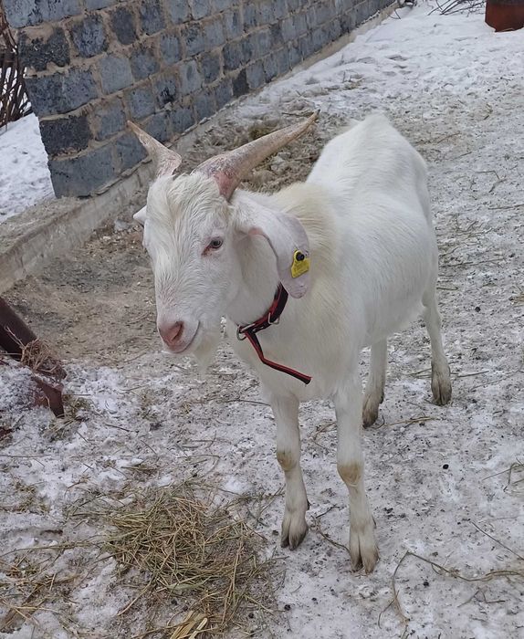 Продаётся козлёнок с хорошими кровями