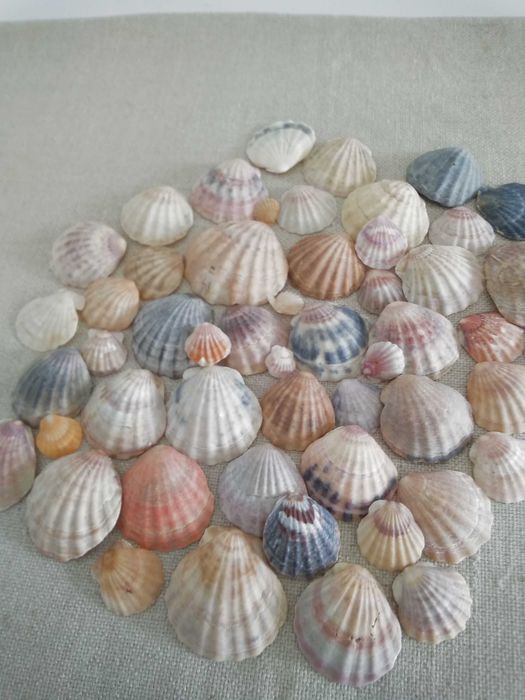 Рапани  и  миди  за декорация