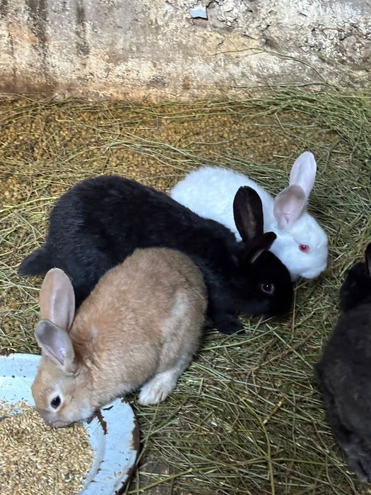 Кролики фландеры