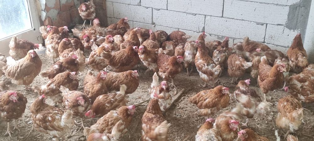 Puicuțe 11 luni - Negociabil en-gros - Livrăm acasă