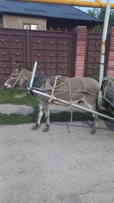 Продам ишака.