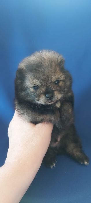 Шпицы щеночки продам