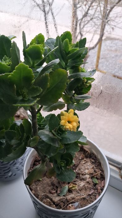 Домашние комнатные цветы