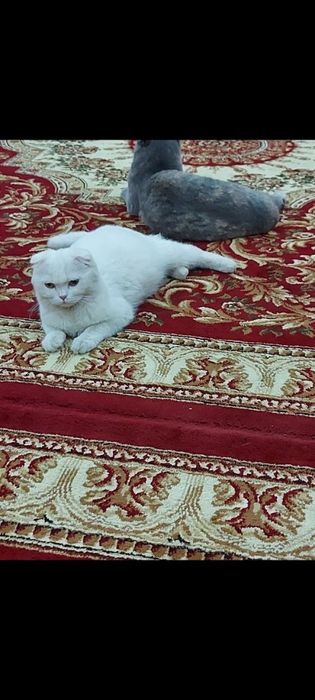 2 та серий мушук ёл ёлли сотилади